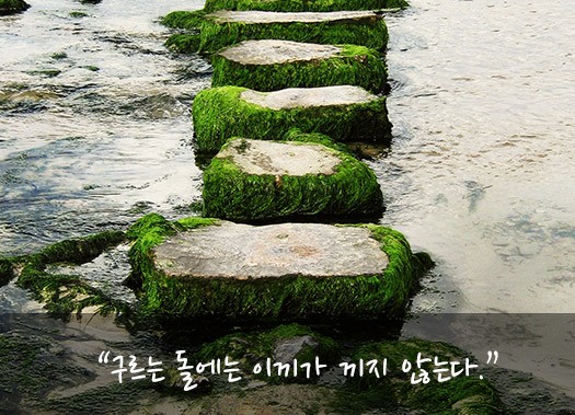 이끼와돌 이미지