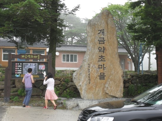 개금약초 이미지