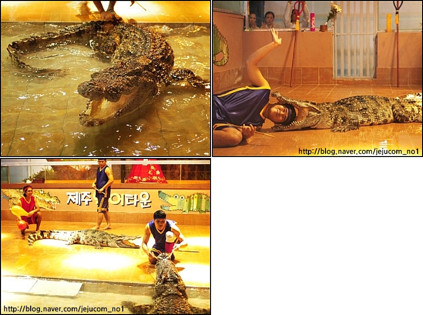 크로커다일제주 이미지