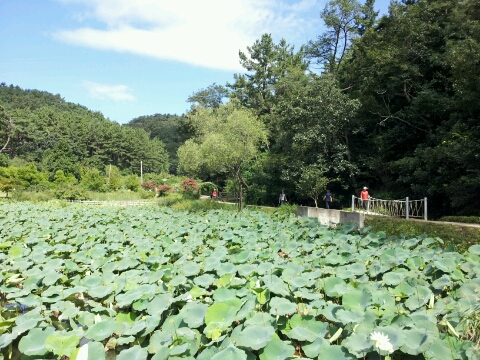 양학국수 이미지