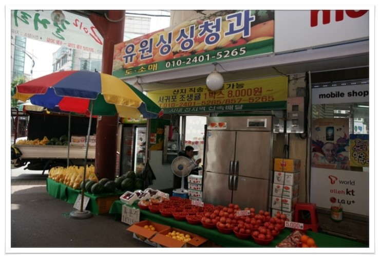 싱싱청과 이미지