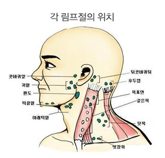 [안이비인후과학] 목부위 진찰 : 구강, 림프절, 갑상샘 : 네이버 블로그