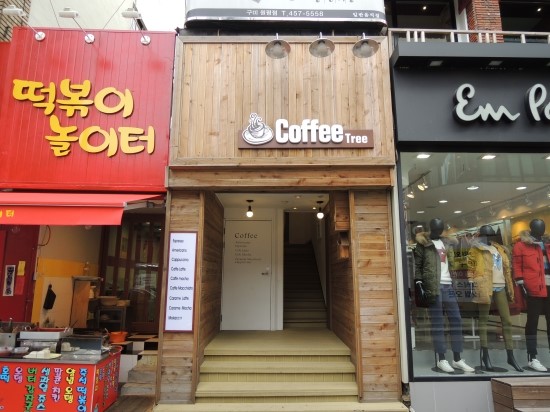 커피트리(COFFEE TREE) 이미지