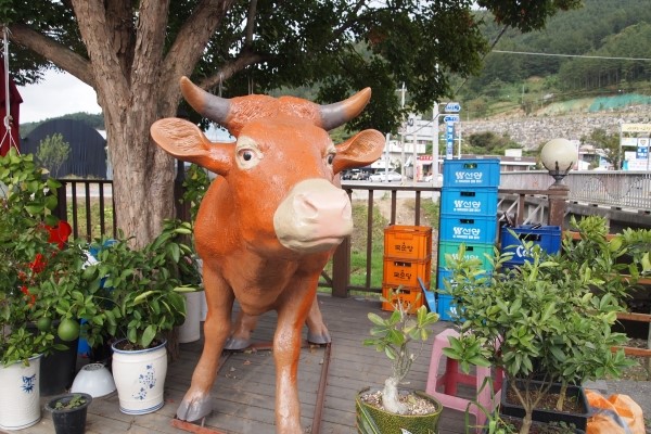 계룡한우 이미지