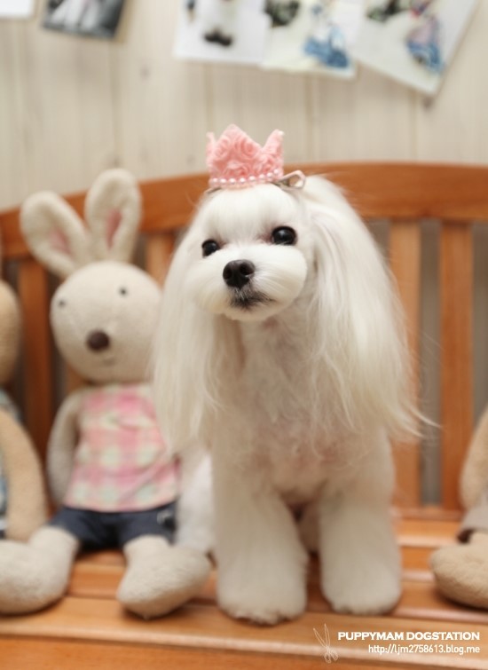 몽퍼피 이미지