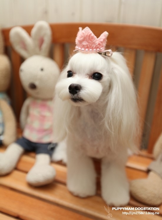 몽퍼피 이미지