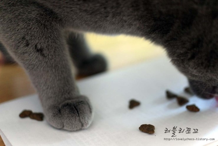 캐비아치킨 이미지