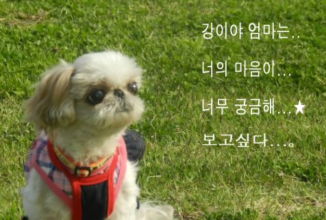 하이디 이미지