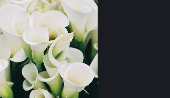 카라flower 이미지