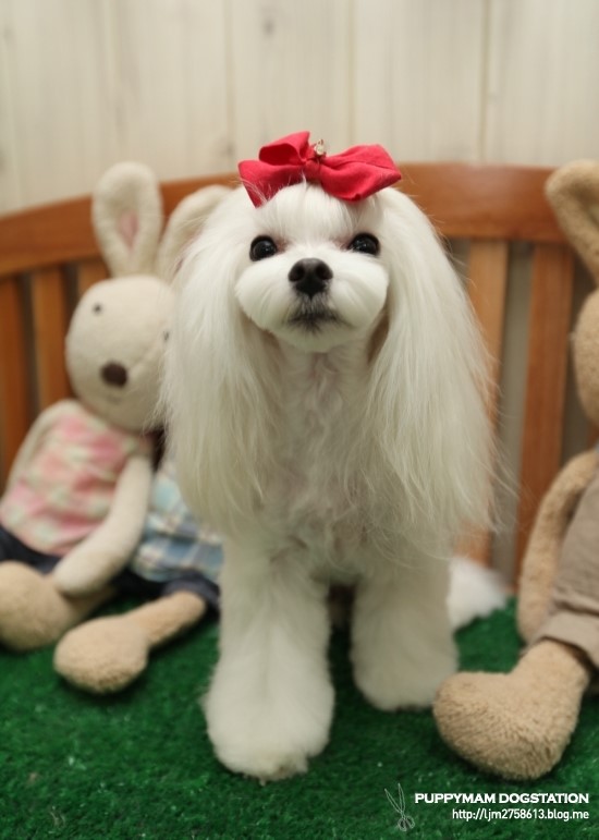 몽퍼피 이미지