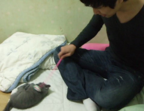 뒹굴뒹굴고양이 이미지