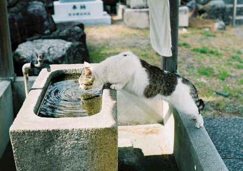 코야 이미지