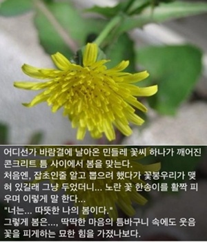 넌나의봄이다 이미지