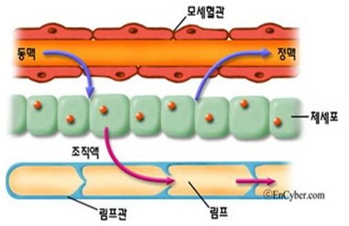 카라뷰티에스테틱 이미지