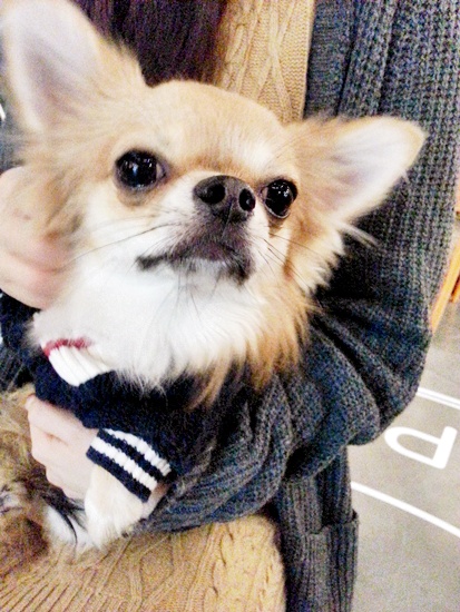 치쿠치쿠 이미지
