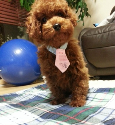 띵동 이미지