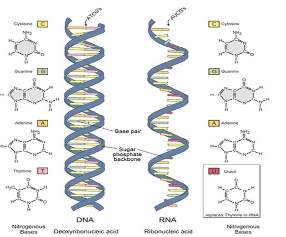핵산(DNA, RNA)의 종류와 구조 : 네이버 블로그