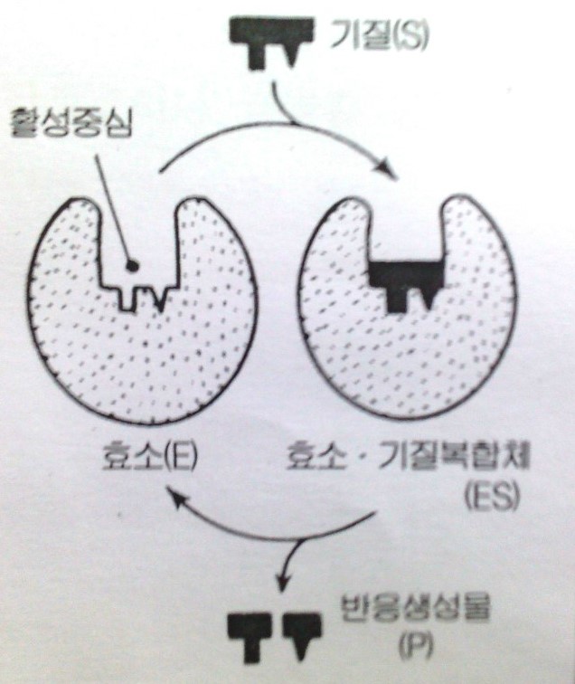[생화학] chapter 3. 생체의 기능을 조절하고 있는 것은 무엇인가 : 네이버 블로그