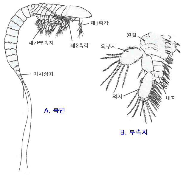 [동물분류학] 11주차. 절지동물문 : 네이버 블로그