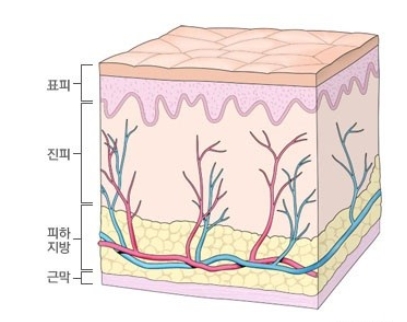 인체의 조직 (tissues of the body) 결합조직 5. : 네이버 블로그