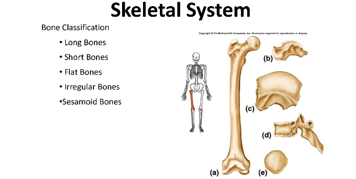 기관과 기관계 (The organs and system) 골격계 : 네이버 블로그