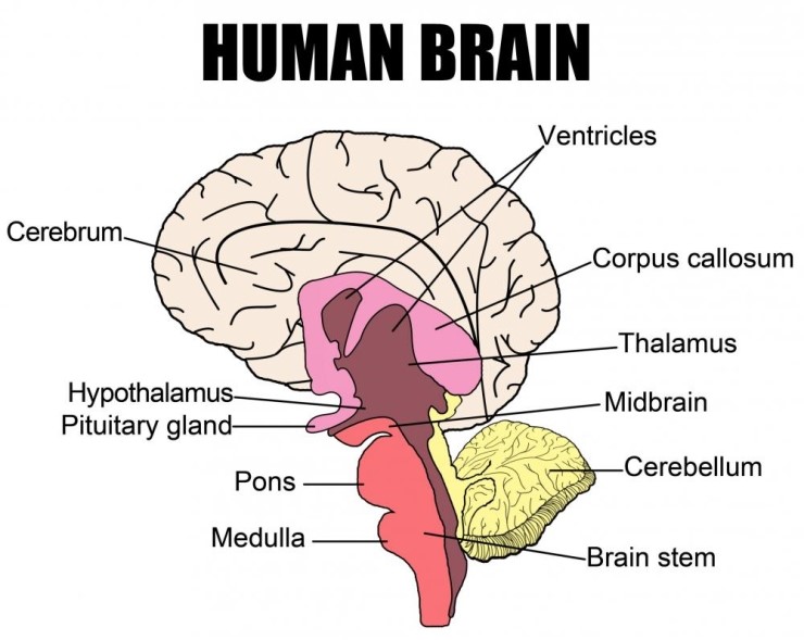 [meet 인체생리학] 5. 신경계 - 중추신경(CNS)과 말초신경(PNS), 뉴런(neuron)과 신경교세포(glial ...