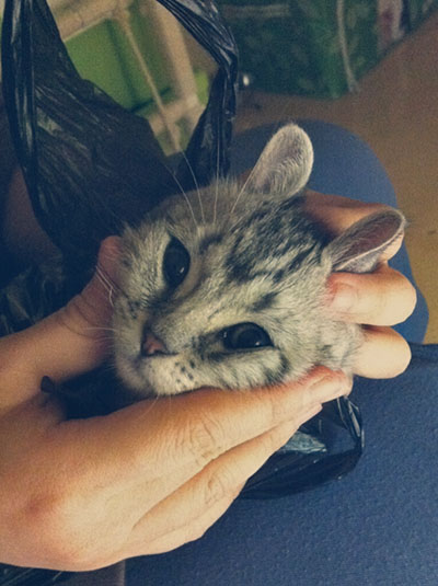 헤어맥스 이미지