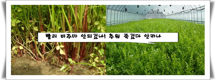 옥토미 선진농원 이미지