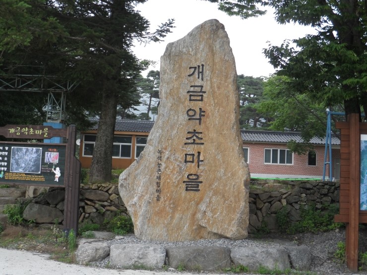개금약초 이미지
