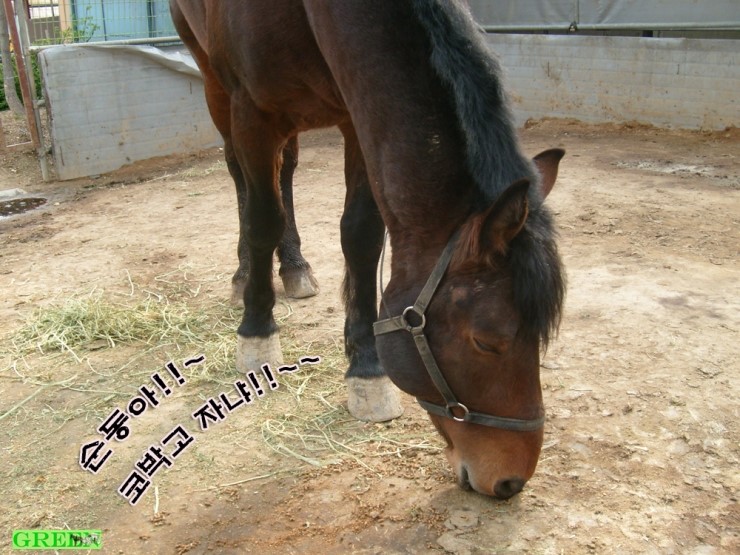 마차 이미지