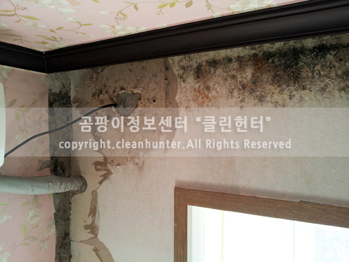 곰팡이헌터 이미지