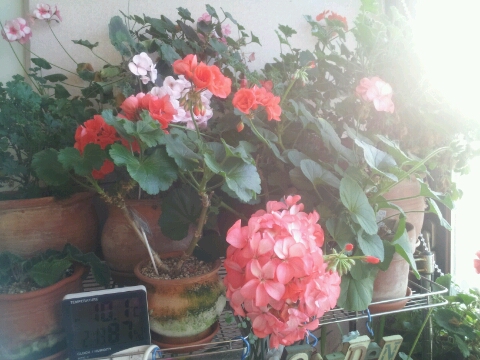 꽃을;보다 이미지