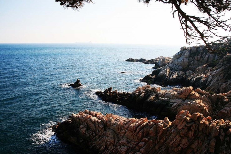 바다 절벽의 멋진 해송 : 네이버 블로그
