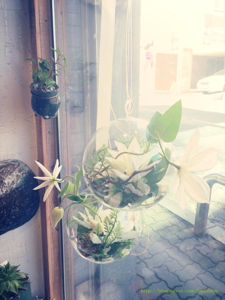 화니핀꽃 이미지