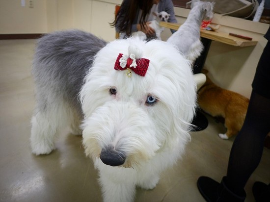 라온향기 이미지