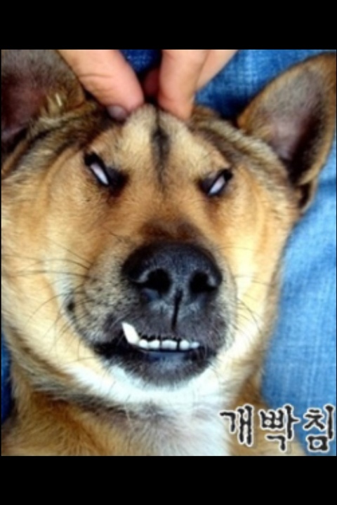 꼬꼬시티 이미지