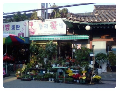 둘리꽃방 이미지