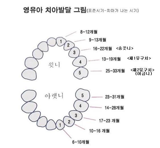 이빨 나는 순서, 이빨 빠지는 순서, 이빨 사이가 벌어진 경우 : 네이버 블로그 이빨 나는 순서, 이빨 빠지는 순서, 이빨 사이가 벌어진 경우 : 네이버 블로그