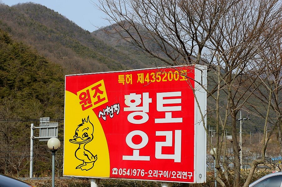 황토오리 이미지
