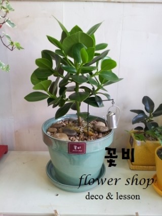 꽃비플라워 이미지