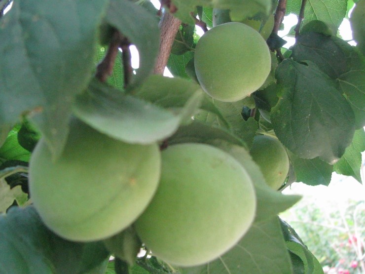 산곡다원 이미지