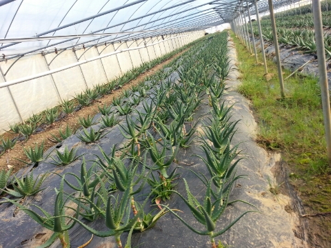 알로에팜영농조합법인 이미지