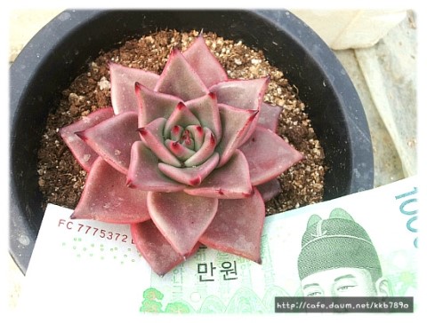 은혜농원 이미지