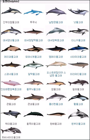돌고래 종류 : 네이버 블로그