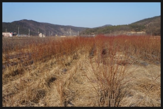 군위꽃농원 이미지