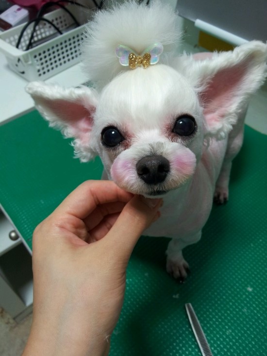 차차네 이미지