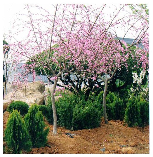 푸른조경 이미지