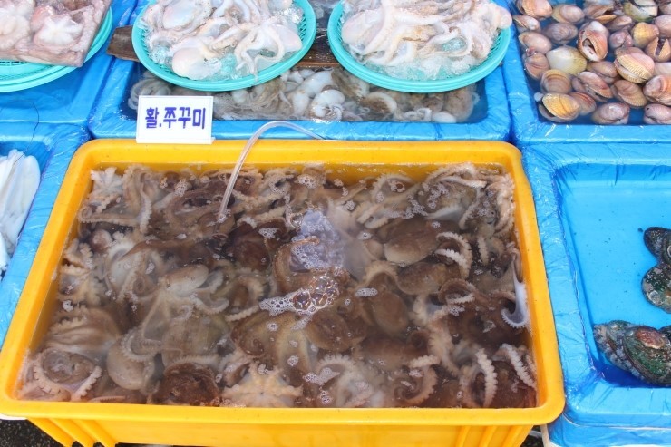유성장 이미지