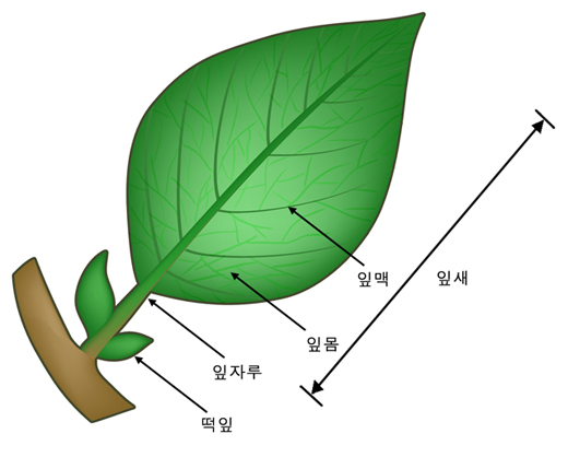 떡잎, 잎자루, 잎몸, 잎맥, 잎새 : 네이버 블로그