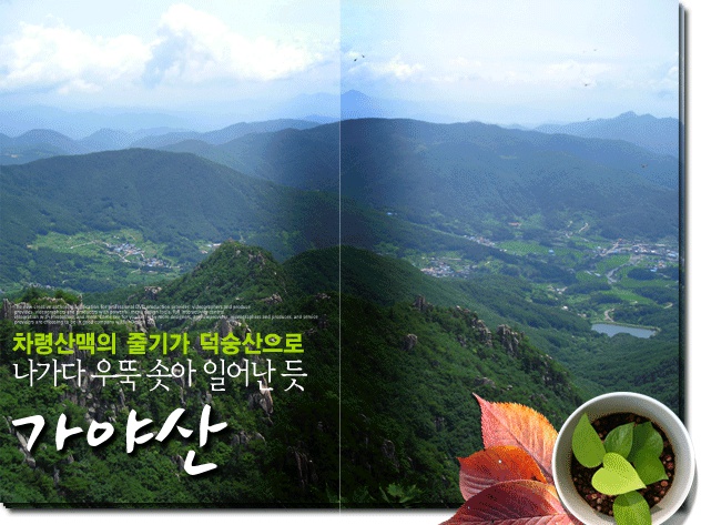 차령한우 이미지
